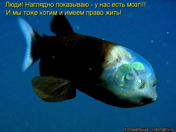 Котоматрица: Люди! Наглядно показываю - у нас есть мозг!!! И мы тоже хотим и имеем право жить!