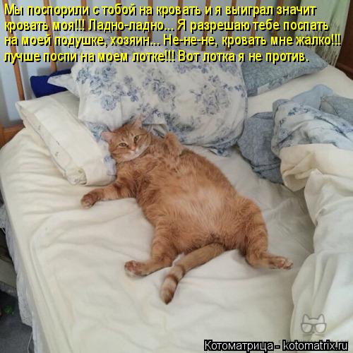 Котоматрица: Мы поспорили с тобой на кровать и я выиграл значит кровать моя!!! Ладно-ладно... Я разрешаю тебе поспать на моей подушке, хозяин... Не-не-не, кро