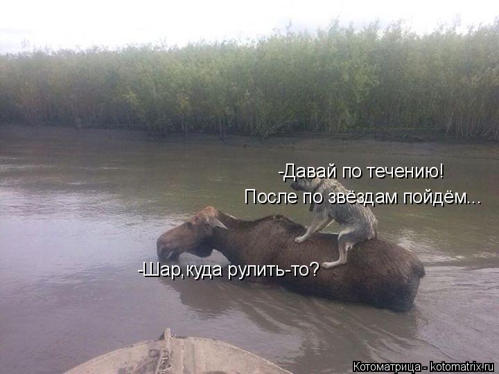 Котоматрица: -Шар,куда рулить-то? -Давай по течению! После по звёздам пойдём...