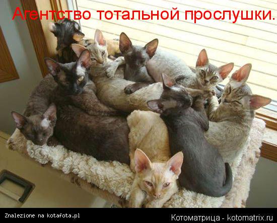 Котоматрица: Агентство тотальной прослушки.