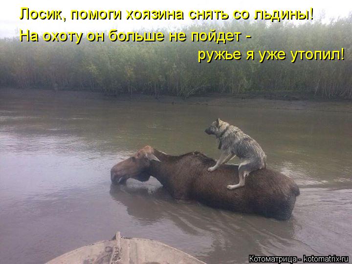 Котоматрица: Лосик, помоги хоязина снять со льдины! На охоту он больше не пойдет -  ружье я уже утопил!