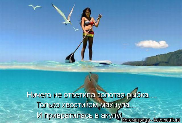 Котоматрица: Ничего не ответила золотая рыбка.... Только хвостиком махнула.... И привратилась в акулу!