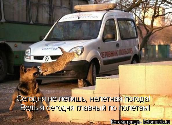 Котоматрица: Ведь я сегодня главный по полетам! Сегодня не летишь, нелетная погода!