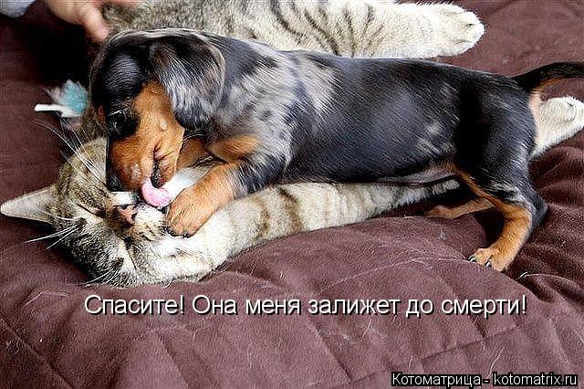 Котоматрица: Спасите! Она меня залижет до смерти!