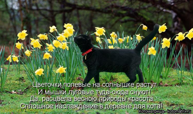 Котоматрица: Цветочки полевые на солнышке растут. И мышки луговые туда-сюда снуют! Да, расцвела весною природы красота. Сплошное наслаждение в деревне д