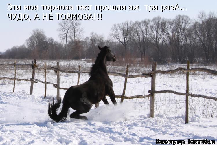 Котоматрица: Эти мои тормоза тест прошли аж  три разА... ЧУДО, А НЕ ТОРМОЗА!!!