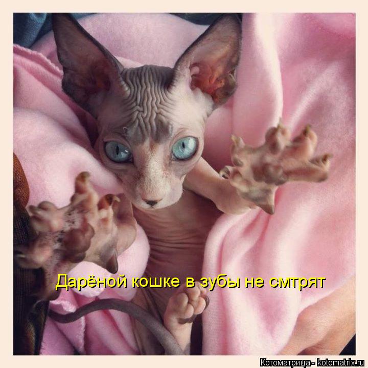 Котоматрица: Дарёной кошке в зубы не смтрят