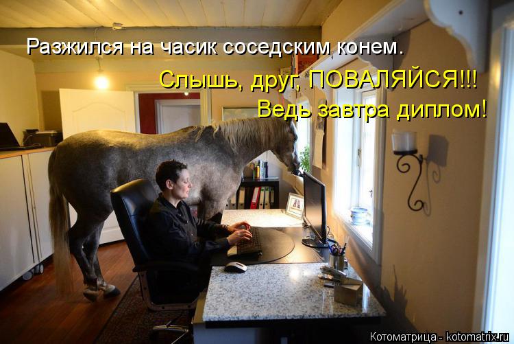 Котоматрица: Разжился на часик соседским конем. Слышь, друг, ПОВАЛЯЙСЯ!!! Ведь завтра диплом!
