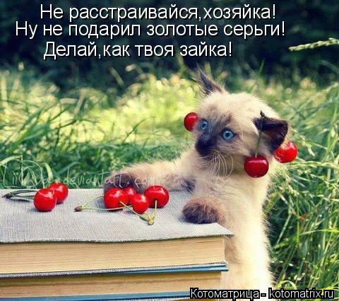 Котоматрица: Не расстраивайся,хозяйка! Ну не подарил золотые серьги! Делай,как твоя зайка!