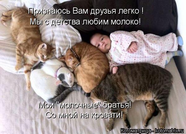 Котоматрица: Со мной на кровати! Признаюсь Вам друзья легко ! Мы с детства любим молоко!  Мои "молочные" братья!