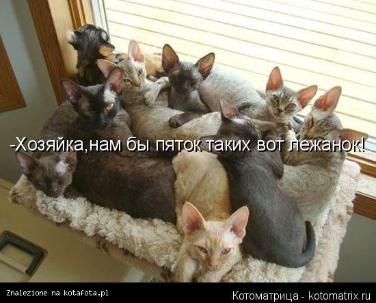 Котоматрица: -Хозяйка,нам бы пяток таких вот лежанок!