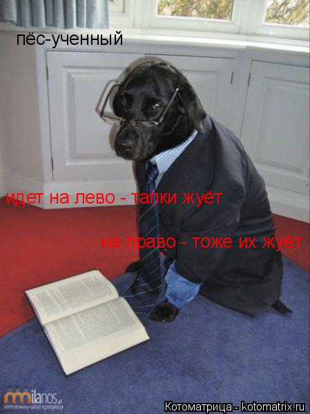 Котоматрица: пёс-ученный идет на лево - тапки жуёт на право - тоже их жуёт