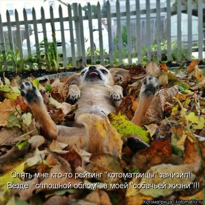 Котоматрица: Везде  "сплошной облом", в моей "собачьей жизни"!!! Опять мне кто-то рейтинг "котоматрицы" занизил!