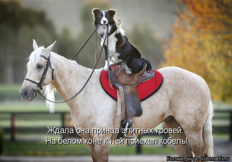 Котоматрица: На белом коне к ней приехал кобель! Ждала она принца элитных кровей...