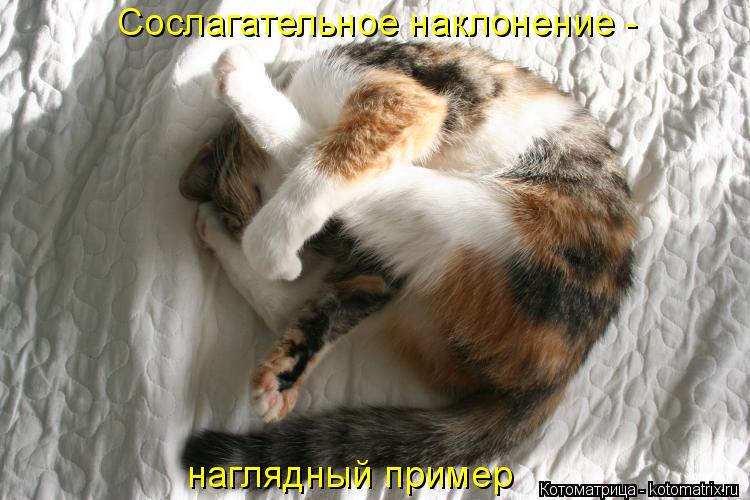 Котоматрица: Сослагательное наклонение - наглядный пример