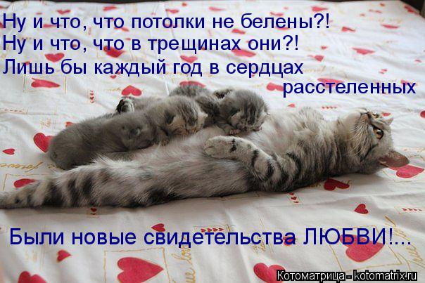 Котоматрица: Ну и что, что потолки не белены?! Ну и что, что в трещинах они?! Лишь бы каждый год в сердцах  расстеленных Были новые свидетельства ЛЮБВИ!...