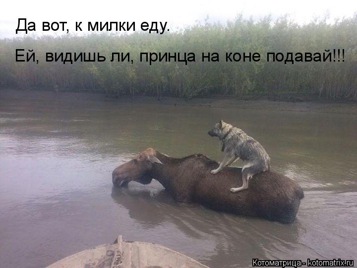 Котоматрица: Да вот, к милки еду.  Ей, видишь ли, принца на коне подавай!!!