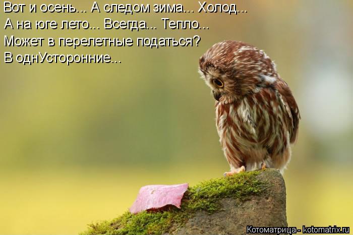 Вот и осень... А следом зима... Холод... А на юге лето... Всегда... Тепло... Может в перелетные подат... Котоматрица: Вот и осень... А следом зима... Холод... А на юге лето... Всегда... Тепло... Может в перелетные податься? В однУсторонние...
