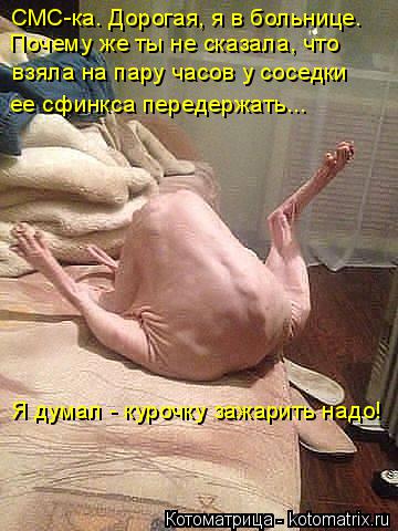 Котоматрица: СМС-ка. Дорогая, я в больнице. Почему же ты не сказала, что взяла на пару часов у соседки ее сфинкса передержать... Я думал - курочку зажарить н