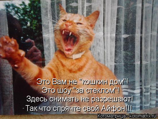 Котоматрица: Это Вам не "кошкин дом"! Это шоу "за стеклом"! Здесь снимать не разрешают! Так что спрячте свой Айфон!!!