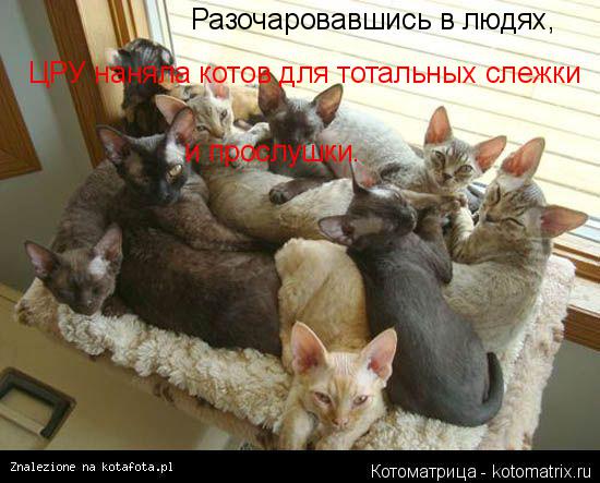 Котоматрица: Разочаровавшись в людях, ЦРУ наняла котов для тотальных слежки и прослушки.