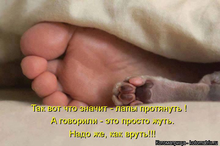 Котоматрица: А говорили - это просто жуть. Надо же, как вруть!!! Так вот что значит - лапы протянуть !
