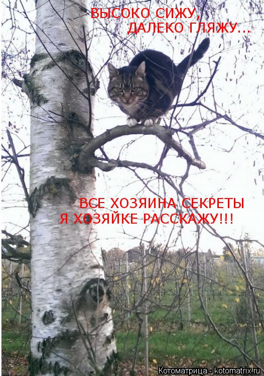Котоматрица: ВЫСОКО СИЖУ, ДАЛЕКО ГЛЯЖУ... ВСЕ ХОЗЯИНА СЕКРЕТЫ Я ХОЗЯЙКЕ РАССКАЖУ!!!