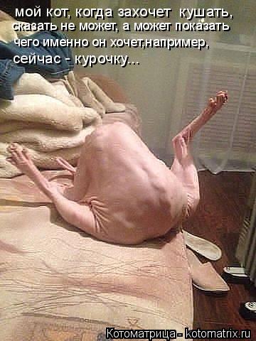 Котоматрица: мой кот, когда захочет  кушать, сказать не может, а может показать чего именно он хочет,например, сейчас - курочку...