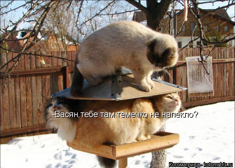 Котоматрица: -Васян,тебе там темечко не напекло?