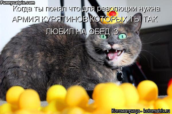 Котоматрица: Когда ты понял что для революции нужна АРМИЯ КУРЯТИНОВ КОТОРЫХ ТЫ ТАК ЛЮБИЛ НА ОБЕД :3