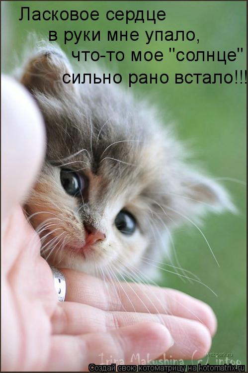 Котоматрица: Ласковое сердце  в руки мне упало,  что-то мое "солнце"  сильно рано встало!!!