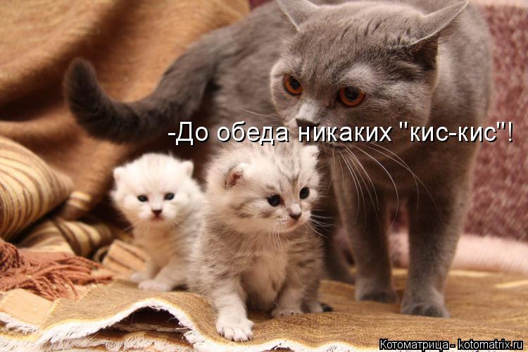 Котоматрица: -До обеда никаких "кис-кис"!