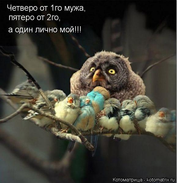 Котоматрица: Четверо от 1го мужа,  пятеро от 2го,  а один лично мой!!!