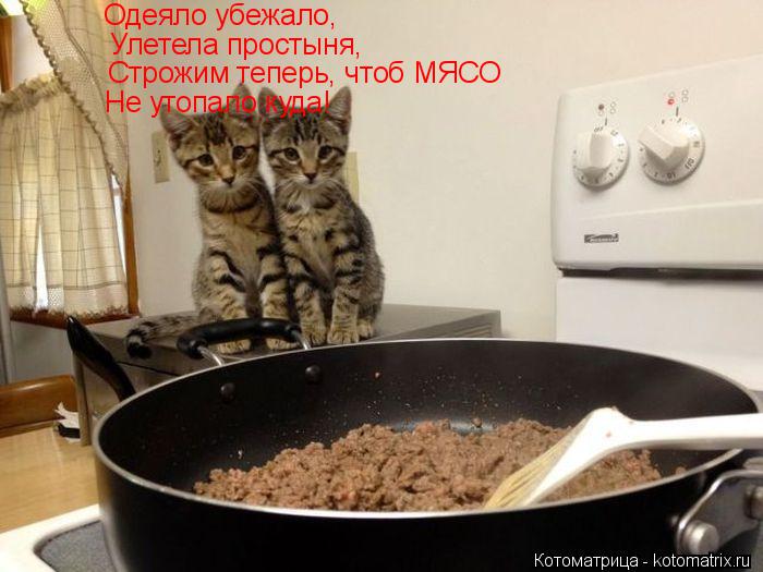Котоматрица: Одеяло убежало, Улетела простыня, Строжим теперь, чтоб МЯСО Не утопало куда!