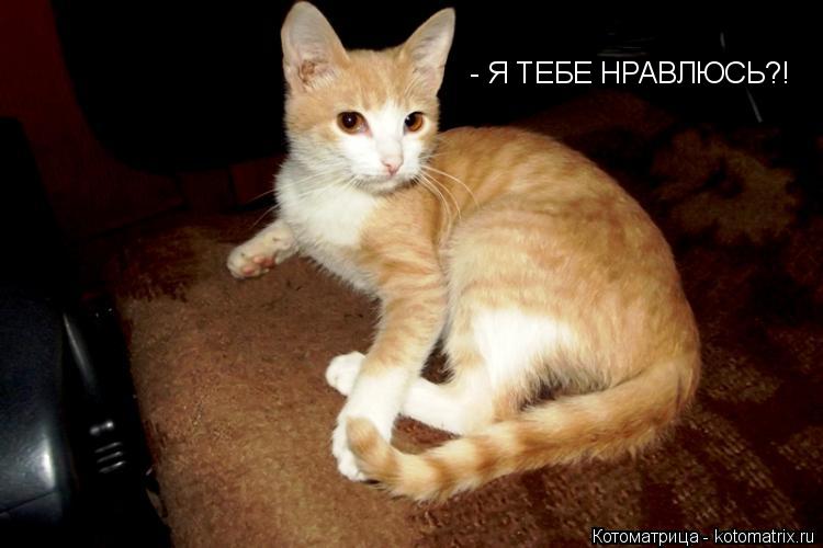 Котоматрица: - Я ТЕБЕ НРАВЛЮСЬ?!