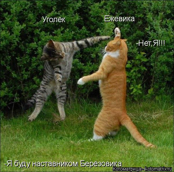 Котоматрица: Ежевика Уголёк -Я буду наставником Берёзовика -Нет,Я!!!