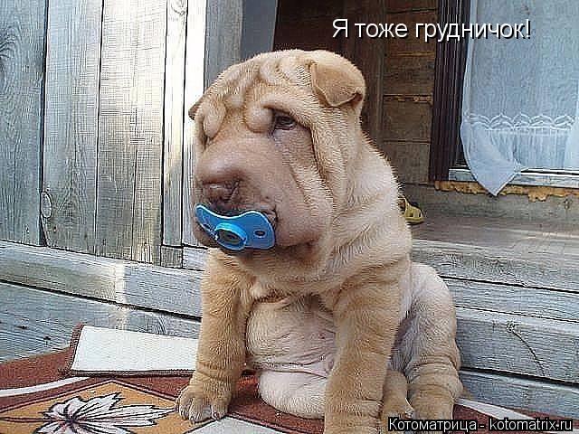 Котоматрица: Я тоже грудничок!
