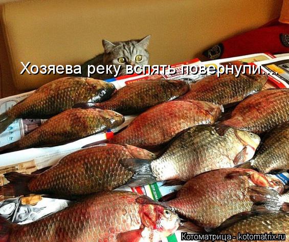 Котоматрица: Хозяева реку вспять повернули....
