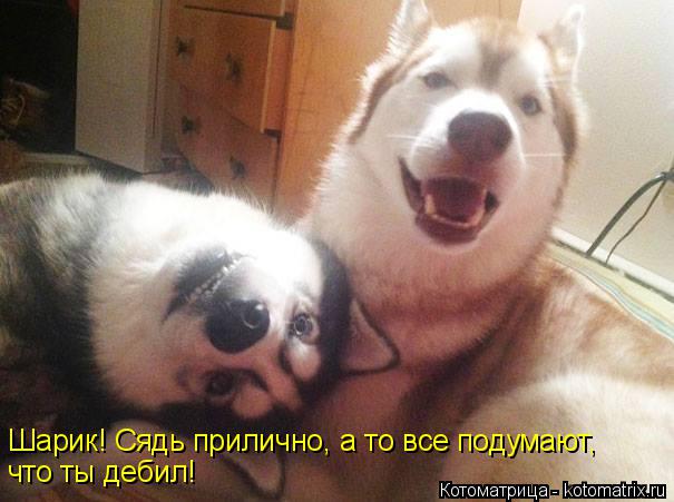 Котоматрица: Шарик! Сядь прилично, а то все подумают, что ты дебил!