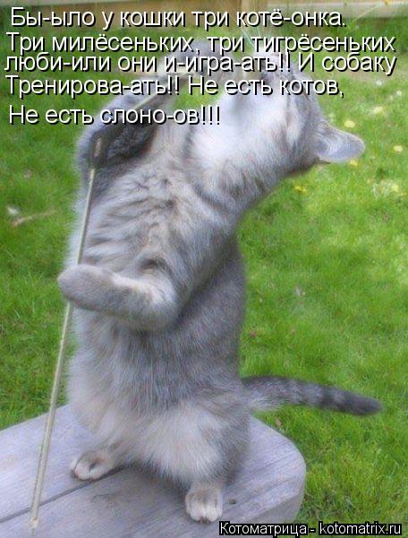 Котоматрица: Бы-ыло у кошки три котё-онка. Три милёсеньких, три тигрёсеньких люби-или они и-игра-ать!! И собаку Тренирова-ать!! Не есть котов, Не есть слоно-