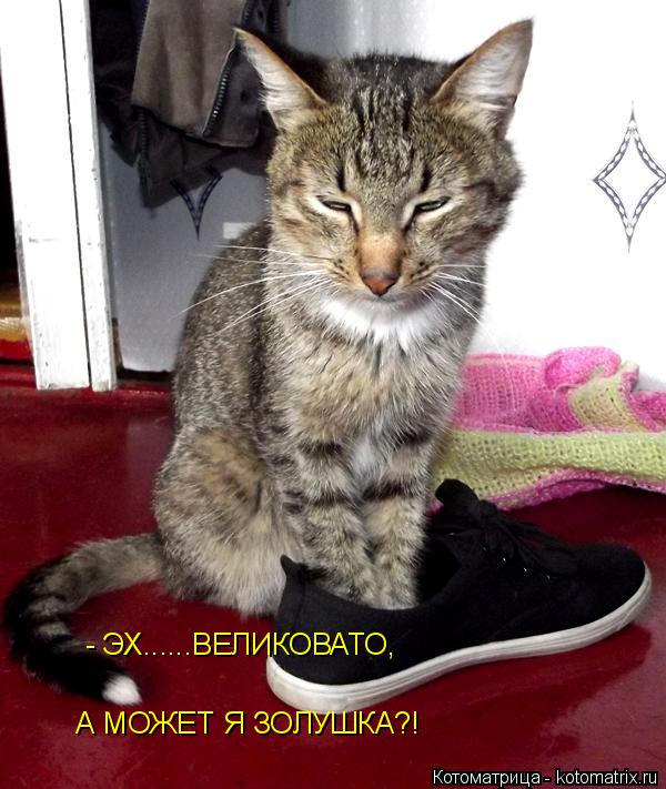 Котоматрица: А МОЖЕТ Я ЗОЛУШКА?! - ЭХ......ВЕЛИКОВАТО,