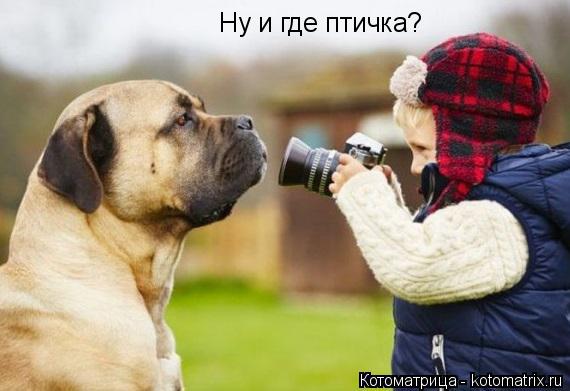 Котоматрица: Ну и где птичка?