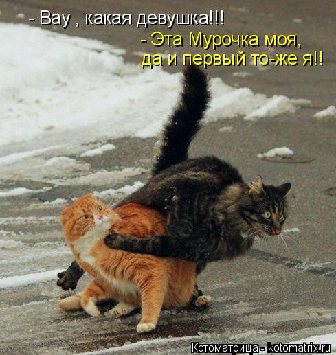 Котоматрица: - Вау , какая девушка!!! - Эта Мурочка моя,  да и первый то-же я!!