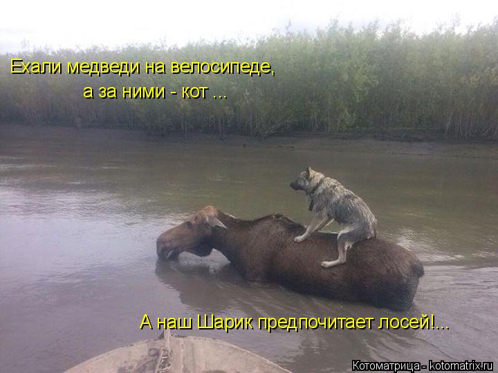 Котоматрица: Ехали медведи на велосипеде, а за ними - кот ... А наш Шарик предпочитает лосей!...