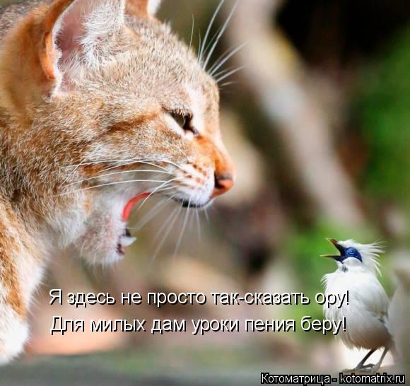 Котоматрица: Я здесь не просто так-сказать ору! Для милых дам уроки пения беру!