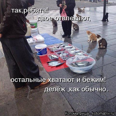 Котоматрица: так,ребята! двое отвлекают, остальные хватают и бежим! делёж ,как обычно.