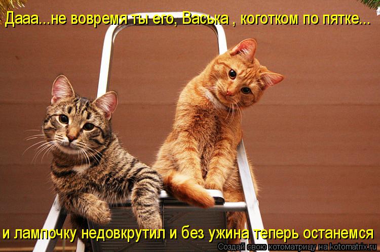 Котоматрица: Дааа...не вовремя ты его, Васька , коготком по пятке... и лампочку недовкрутил и без ужина теперь останемся