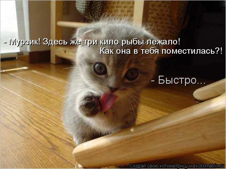 - Мурзик! Здесь же три кило рыбы лежало! Как она в тебя поместилась?! - Быстро...... Котоматрица: - Мурзик! Здесь же три кило рыбы лежало! Как она в тебя поместилась?! - Быстро...