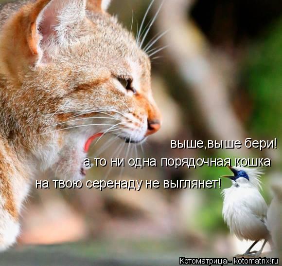 Котоматрица: выше,выше бери! а то ни одна порядочная кошка на твою серенаду не выглянет!