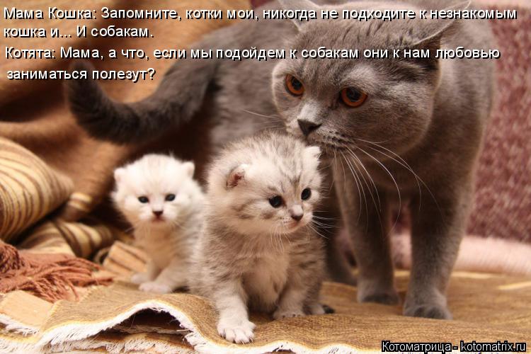Котоматрица: Мама Кошка: Запомните, котки мои, никогда не подходите к незнакомым кошка и... И собакам. Котята: Мама, а что, если мы подойдем к собакам они к н